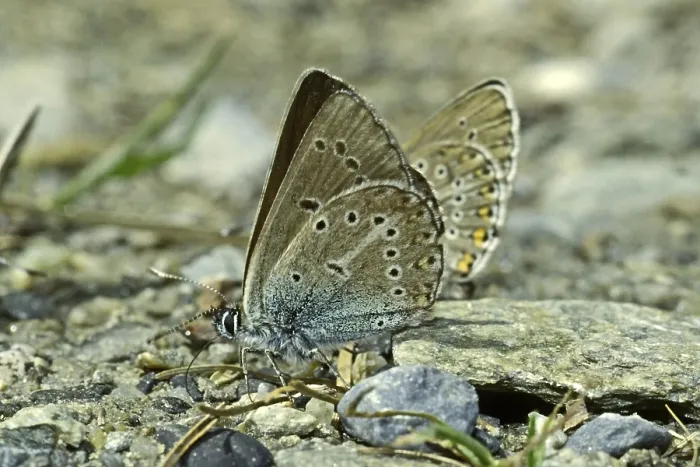 Stampa con cornice : Aricia eumedon, Eumedonia eumedon Stampa con cornice : Aricia eumedon, Eumedonia eumedon
