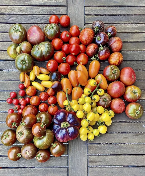 Stampa con cornice : Tomate colorati vari. Stampa con cornice : Tomate colorati vari.