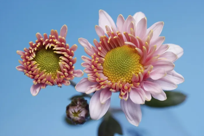 Stampa con cornice : Aster Stampa con cornice : Aster