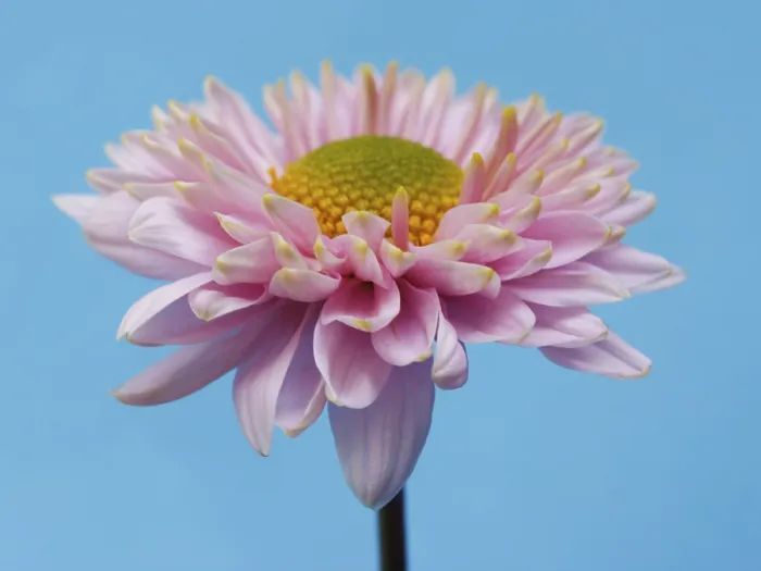 Stampa con cornice : Aster, aster d'inverno. Stampa con cornice : Aster, aster d'inverno.