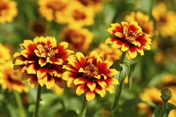 Stampa con cornice : Asteroideae