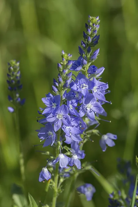 Stampa con cornice : Veronica austriaca Stampa con cornice : Veronica austriaca