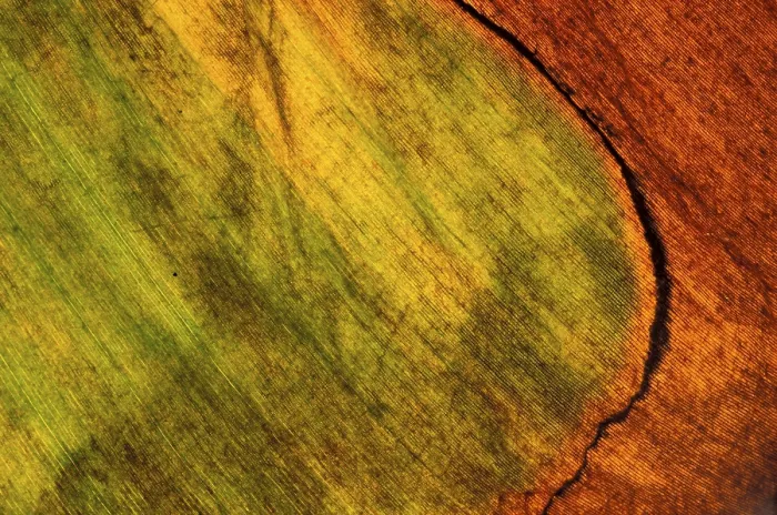 Stampa con cornice : Foglia autunnale Stampa con cornice : Foglia autunnale