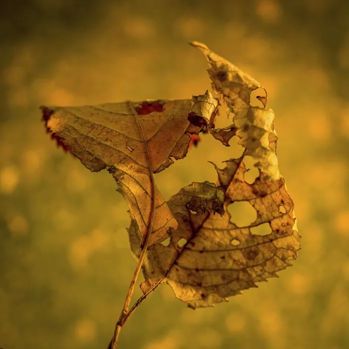 Stampa con cornice : Foglia autunnale Stampa con cornice : Foglia autunnale