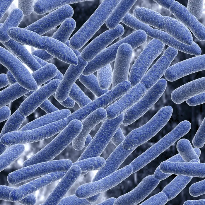 Stampa con cornice : Bacteria
