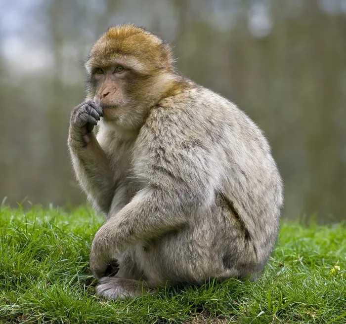Stampa con cornice : Macaco barbary (Macaca sylvanus) Stampa con cornice : Macaco barbary (Macaca sylvanus)