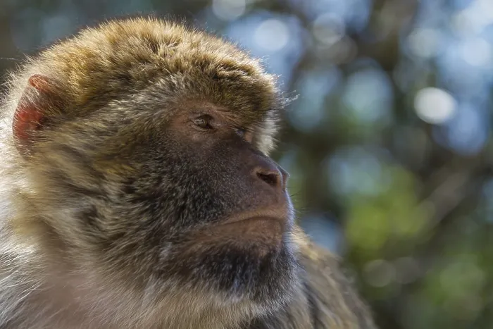 Stampa con cornice : Macaco barbary (Macaca sylvanus)