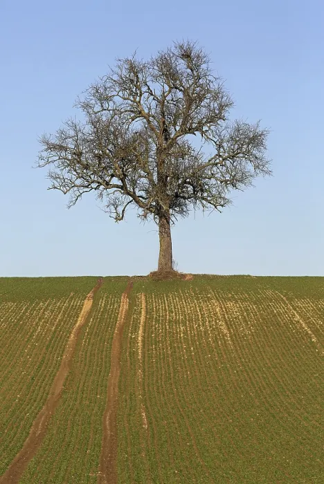 Stampa con cornice : Albero nudo.