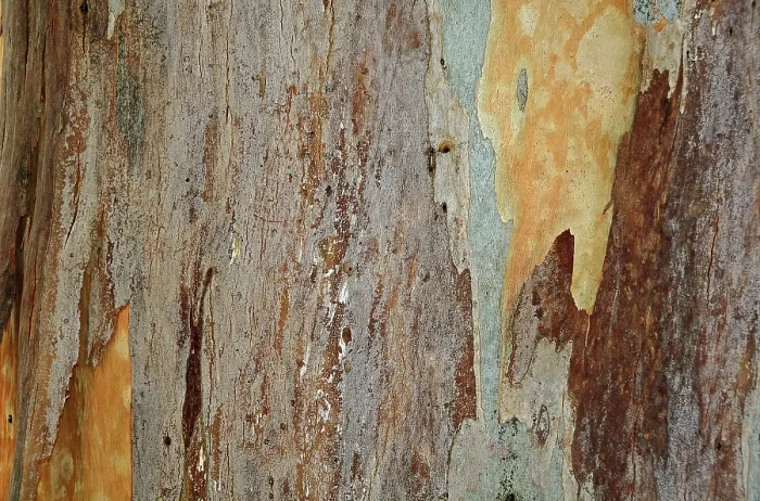 Stampa con cornice : Corteccia di un Eucalipto (Eucalyptus)