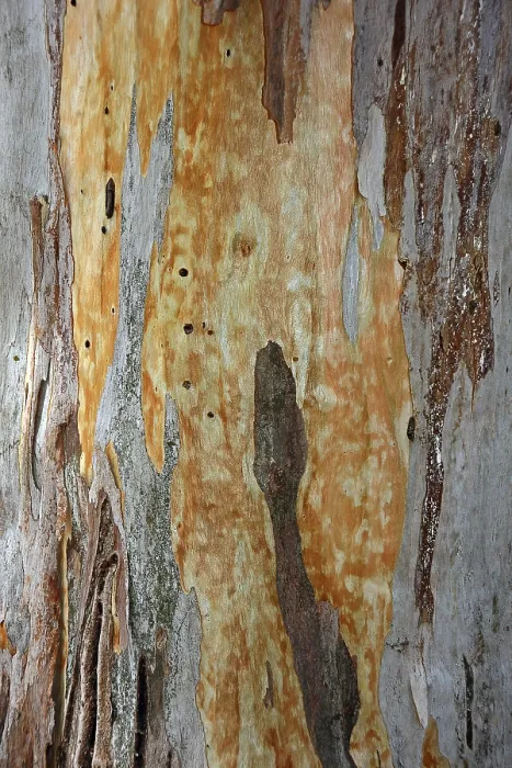 Stampa con cornice : Corteccia di un Eucalipto (Eucalyptus) Stampa con cornice : Corteccia di un Eucalipto (Eucalyptus)