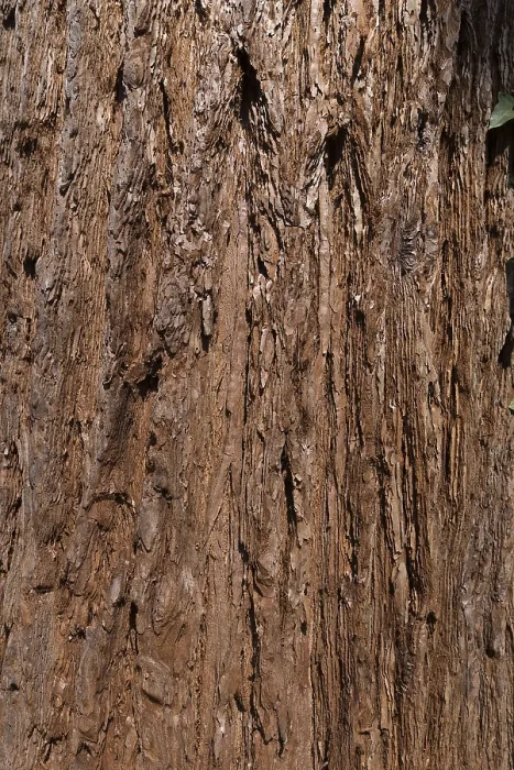 Stampa con cornice : La corteccia di sequoia (Sequoioideae) Stampa con cornice : La corteccia di sequoia (Sequoioideae)
