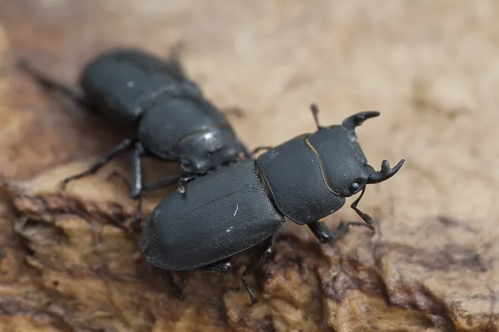 Stampa con cornice : Barkschroter, Dorcus parallelipipedus Stampa con cornice : Barkschroter, Dorcus parallelipipedus