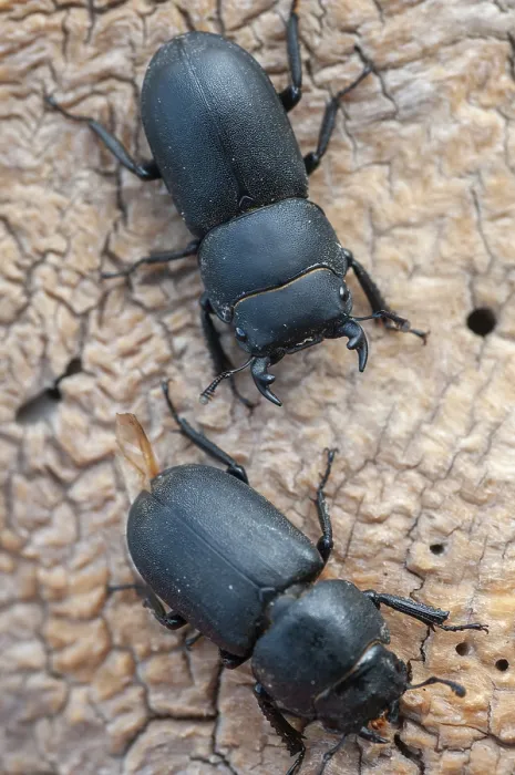 Stampa con cornice : Barkschroter, Dorcus parallelipipedus Stampa con cornice : Barkschroter, Dorcus parallelipipedus