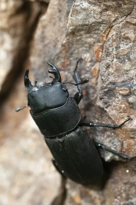 Stampa con cornice : Barkschröter, Dorcus parallelipipedus Stampa con cornice : Barkschröter, Dorcus parallelipipedus