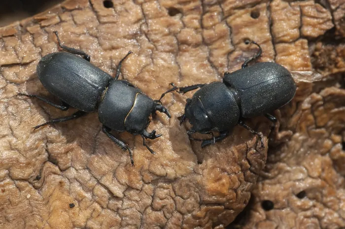 Stampa con cornice : Barkschroter, Dorcus parallelipipedus Stampa con cornice : Barkschroter, Dorcus parallelipipedus