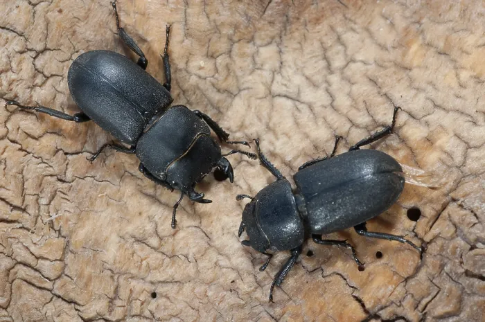 Stampa con cornice : Barkschroter, Dorcus parallelipipedus