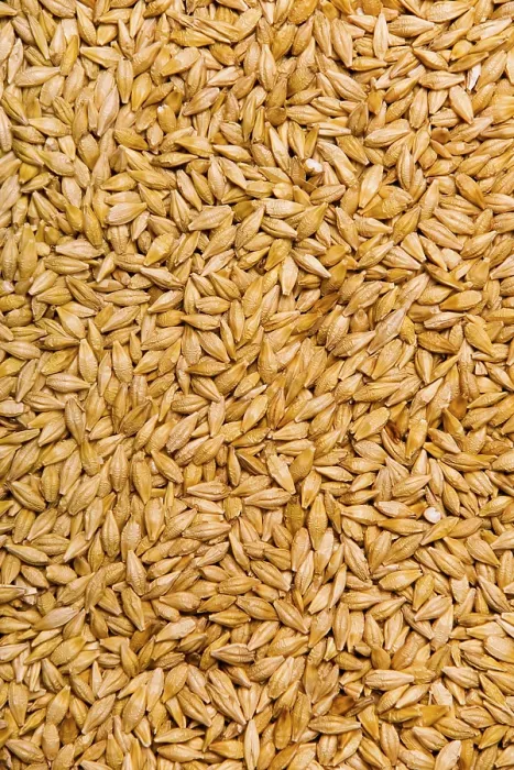 Stampa con cornice : Barley Stampa con cornice : Barley