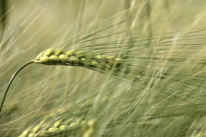 Stampa con cornice : Barley