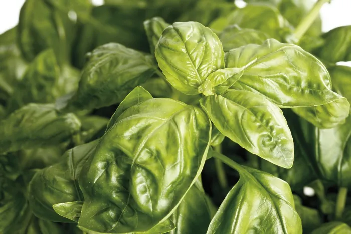 Stampa con cornice : Basil Stampa con cornice : Basil