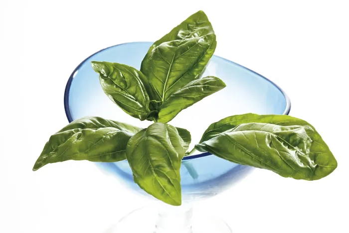 Stampa con cornice : Basil Stampa con cornice : Basil