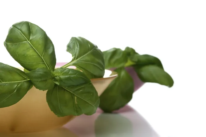 Stampa con cornice : Basil