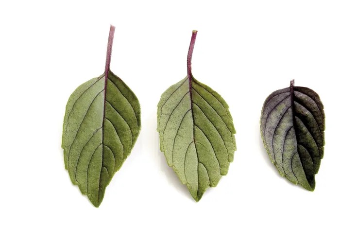 Stampa con cornice : Basilico (Ocimum basilicum) Stampa con cornice : Basilico (Ocimum basilicum)