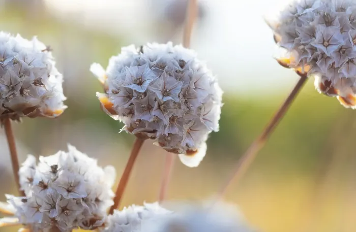 Stampa con cornice : Fiore di spiaggia Stampa con cornice : Fiore di spiaggia