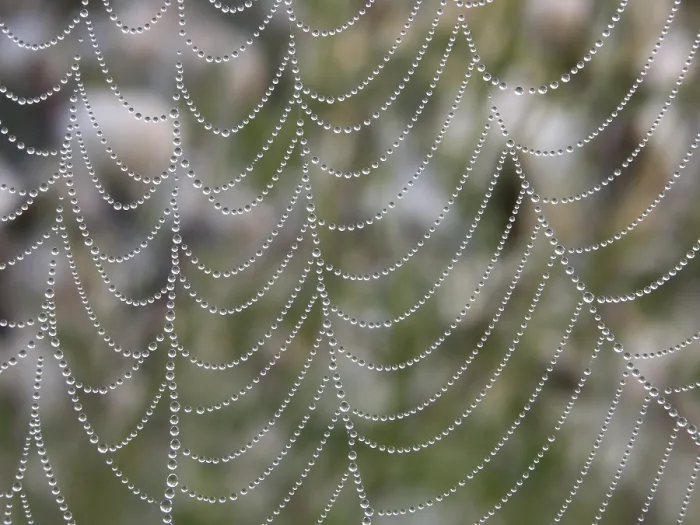 Stampa con cornice : Rete di perle.