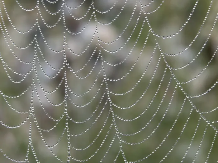 Stampa con cornice : Rete di perle.