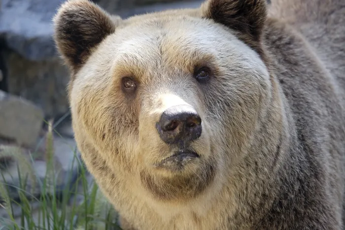 Stampa con cornice : Bear Stampa con cornice : Bear