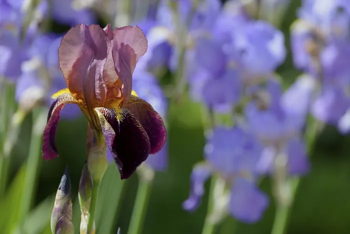 Stampa con cornice : Iris barbata ibrido (Iris)