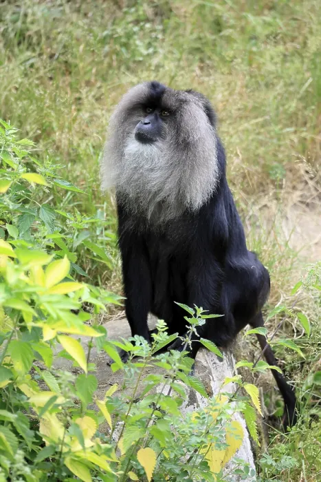 Stampa con cornice : Macaco barbuto (Macaca silenus) Stampa con cornice : Macaco barbuto (Macaca silenus)