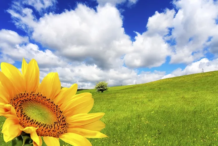 Stampa con cornice : Primavera bella. Stampa con cornice : Primavera bella.