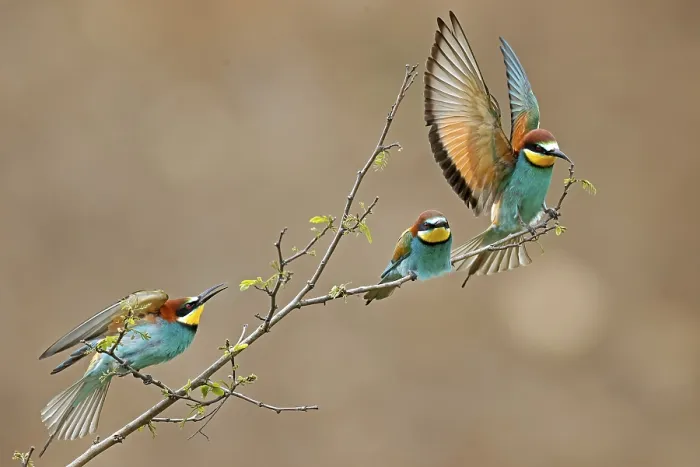 Stampa con cornice : Merops apiaster in azione su un ramo.