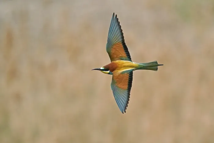 Stampa con cornice : Merlo (Merops apiaster) in volo. Stampa con cornice : Merlo (Merops apiaster) in volo.