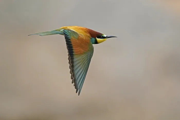 Stampa con cornice : Merlo (Merops apiaster) in volo. Stampa con cornice : Merlo (Merops apiaster) in volo.