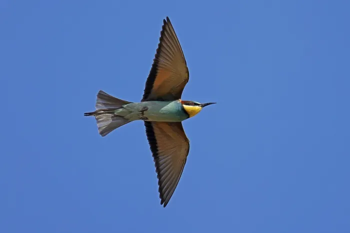 Stampa con cornice : Merlo (Merops apiaster) in volo. Stampa con cornice : Merlo (Merops apiaster) in volo.