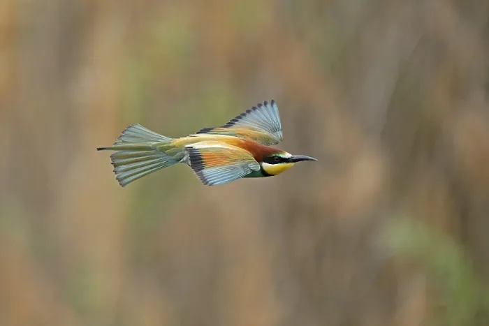 Stampa con cornice : Merlo (Merops apiaster) in volo. Stampa con cornice : Merlo (Merops apiaster) in volo.