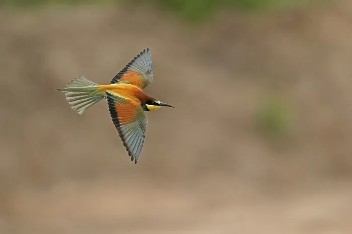 Stampa con cornice : Merlo (Merops apiaster) in volo. Stampa con cornice : Merlo (Merops apiaster) in volo.