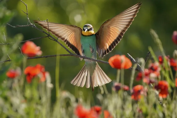 Stampa con cornice : Merlo (Merops apiaster) in volo su un ramo. Stampa con cornice : Merlo (Merops apiaster) in volo su un ramo.