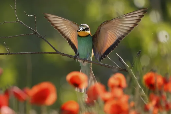 Stampa con cornice : Merlo (Merops apiaster) in volo su un ramo. Stampa con cornice : Merlo (Merops apiaster) in volo su un ramo.
