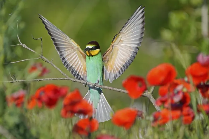 Stampa con cornice : Merlo (Merops apiaster) in volo su un ramo.