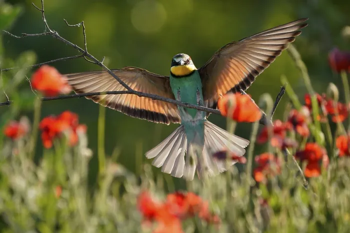 Stampa con cornice : Merlo (Merops apiaster) in volo su un ramo.