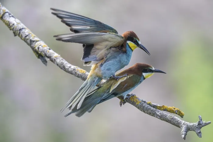 Stampa con cornice : Merops apiaster, accoppiamento. Stampa con cornice : Merops apiaster, accoppiamento.