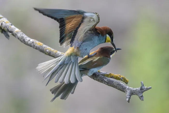 Stampa con cornice : Merops apiaster, accoppiamento. Stampa con cornice : Merops apiaster, accoppiamento.
