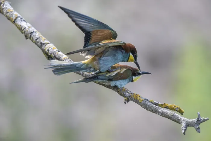 Stampa con cornice : Meropide (Merops apiaster), accoppiamento. Stampa con cornice : Meropide (Merops apiaster), accoppiamento.