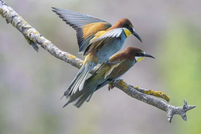 Stampa con cornice : Merlo (Merops apiaster), accoppiamento. Stampa con cornice : Merlo (Merops apiaster), accoppiamento.