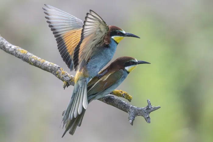 Stampa con cornice : Meropide (Merops apiaster), accoppiamento. Stampa con cornice : Meropide (Merops apiaster), accoppiamento.