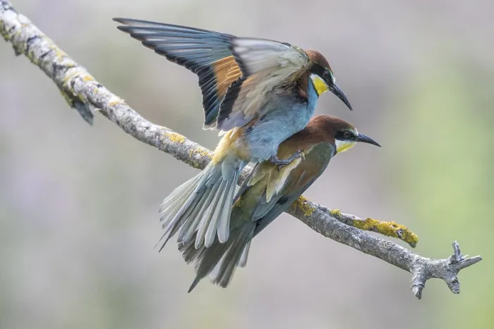 Stampa con cornice : Meropide (Merops apiaster), accoppiamento.