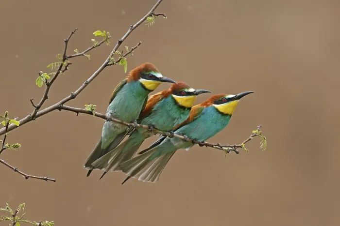 Stampa con cornice : Merlo (Merops apiaster) seduto su un ramo. Stampa con cornice : Merlo (Merops apiaster) seduto su un ramo.